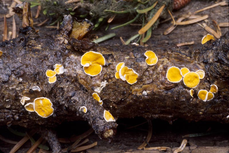 Lachnellula suecica